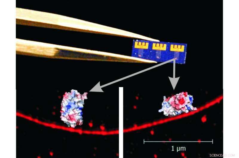 Engineering GFP-Modified Carbon Nanotubes for Programmable Optoelectronic Devices