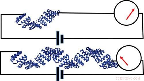 Innovative Nanoelectronics: Proteins as Tiny Current-Carrying Wires