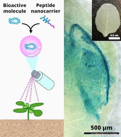 Nanocarrier Spray: Enhancing Crop Performance Without Genetic Modification