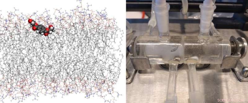 Nano Plastics May Penetrate Cell Membranes, New Study Reveals
