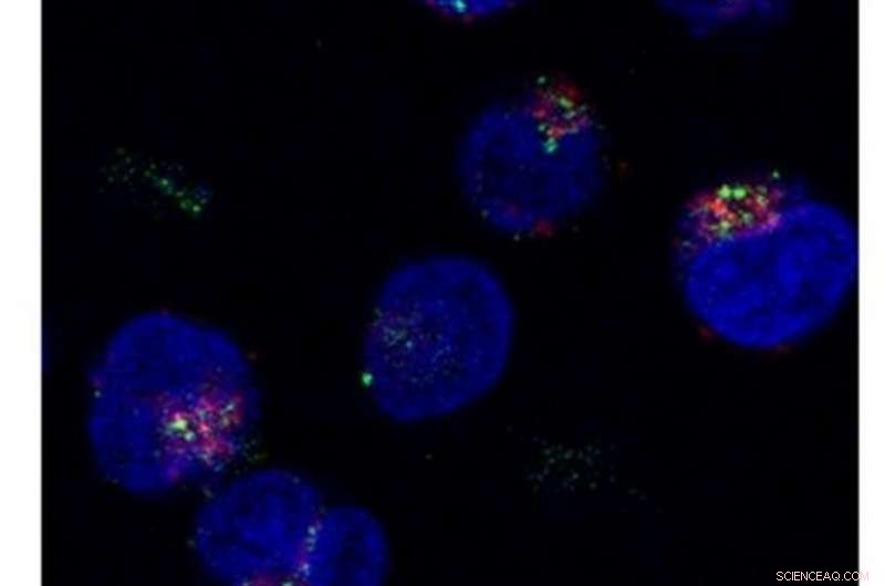 Innovative Nanoplatform Enhances Drug Delivery to Lymphocytes