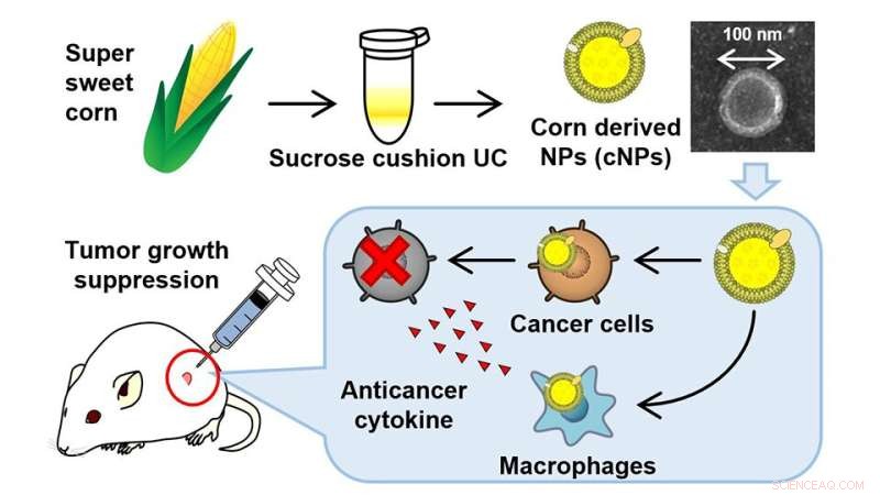 Corn-Derived Nanoparticles Offer Promising, Cost-Effective Targeted Cancer Therapy