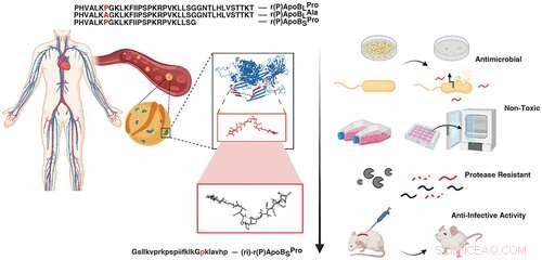 New Human Plasma Peptides Reveal Potent Antibiotic Activity