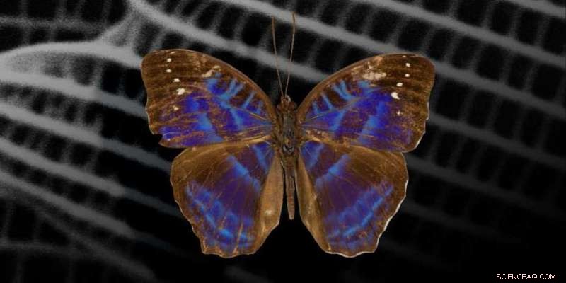 Recreating Butterfly Nanostructures to 3D Print Dynamic Colors