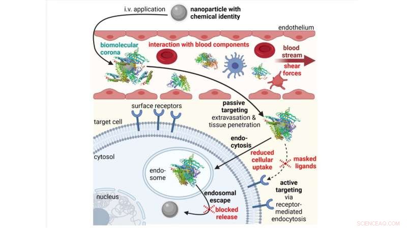 Predictive In‑Vitro Assays: Accelerating Nanomedicine Innovation