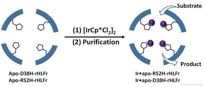 Hybrid Ferritin Nanocages with Histidine Residues Boost Metal Uptake 1.5× and Catalytic Efficiency