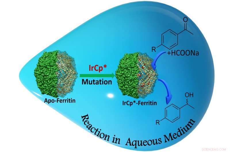Hybrid Ferritin Nanocages with Histidine Residues Boost Metal Uptake 1.5× and Catalytic Efficiency