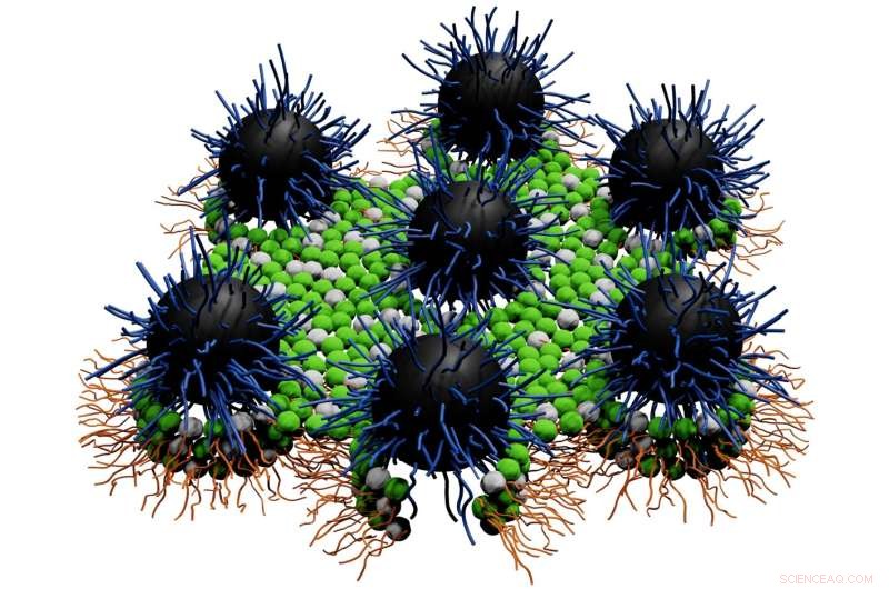 Hydrophilic Nanoparticles Offer New Hope Against Antibiotic Resistance