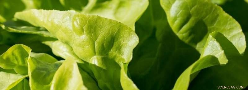 New Method Detects Unexpected Levels of Plastic in Common Foods like Lettuce and Wheat