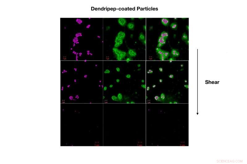 NC State Scientists Develop Soft Material to Preserve Antibiotics and Mitigate Resistance