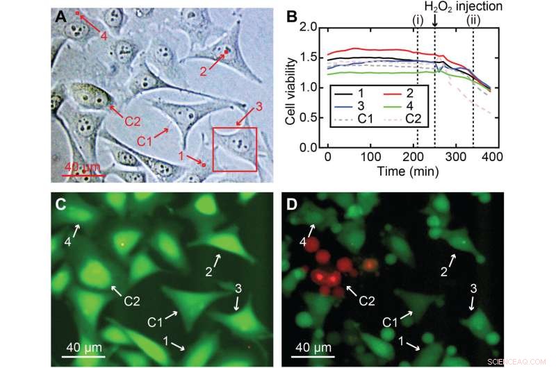 Mapping Intracellular Nanostructures in Live Cells with Nanoendoscopy AFM