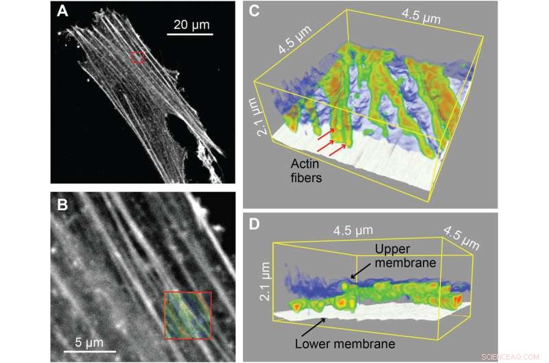 Mapping Intracellular Nanostructures in Live Cells with Nanoendoscopy AFM