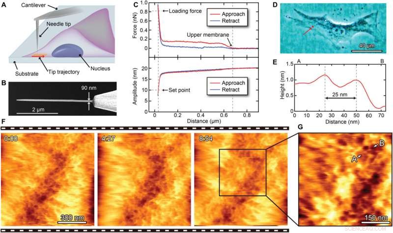 Mapping Intracellular Nanostructures in Live Cells with Nanoendoscopy AFM