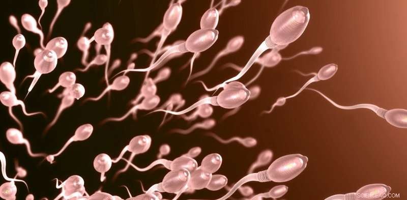 Nanoparticle Heating of Testes: A Potential Future Method for Male Contraception