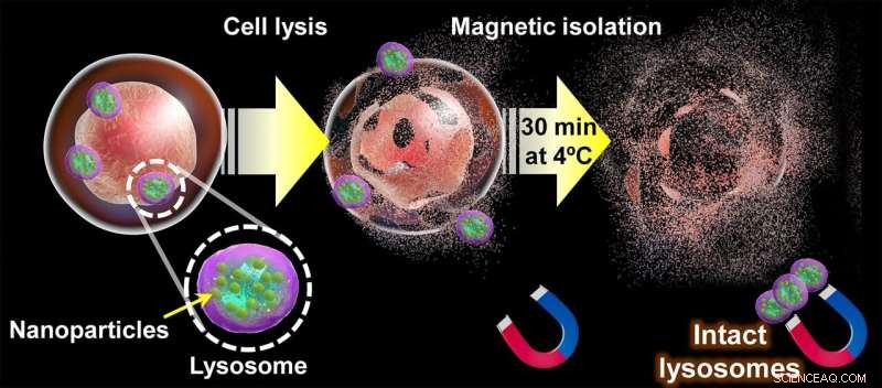 Innovative Magnetic Isolation of Intact Lysosomes from Cell Cultures