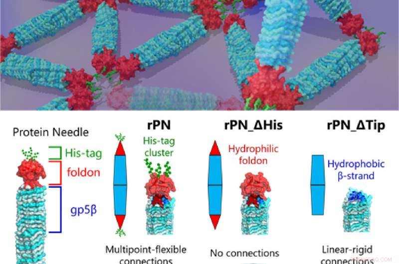 Unveiling Protein Assembly Dynamics Using Engineered Protein Needles