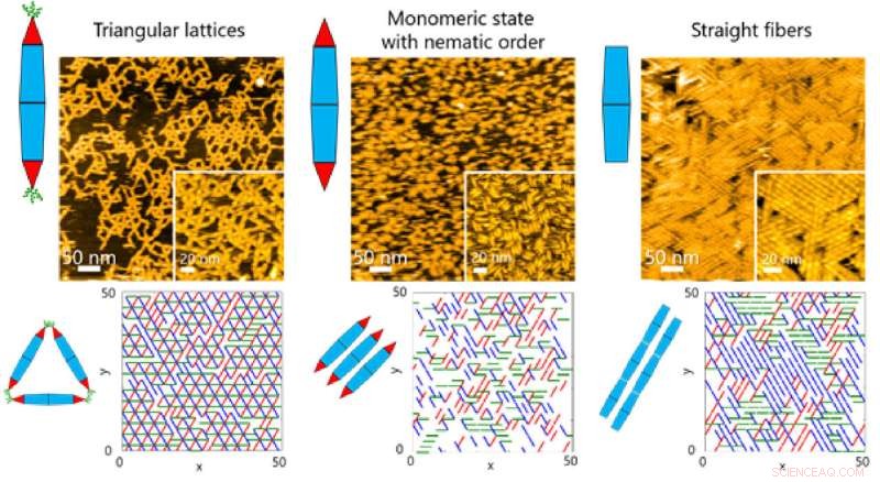 Unveiling Protein Assembly Dynamics Using Engineered Protein Needles