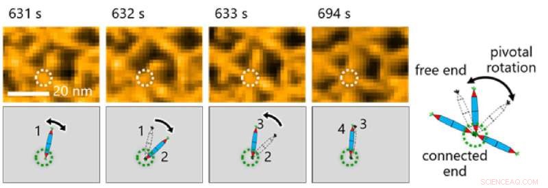 Unveiling Protein Assembly Dynamics Using Engineered Protein Needles
