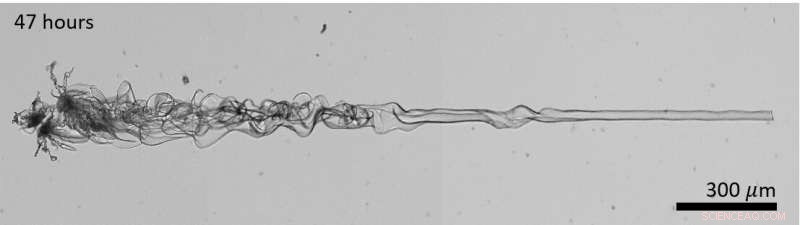 Light‑Controlled Growth of Triangular BaCO3‑Silica Nanostructures