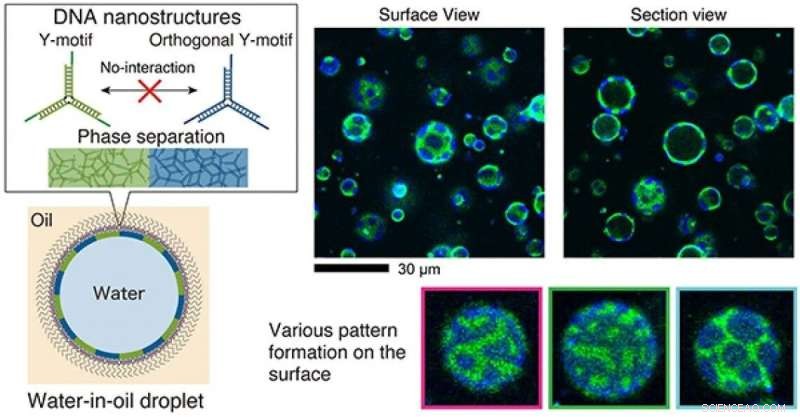 Engineering Capsule‑Shaped DNA Nanostructures for Advanced Artificial Molecular Systems