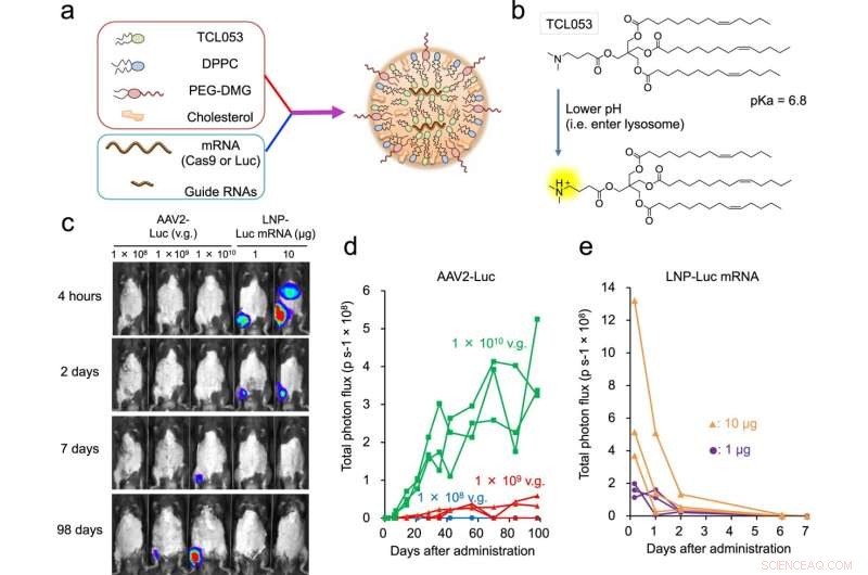 Advanced Nanoparticle Delivery for Simultaneous Genome Editing Across Multiple Muscles