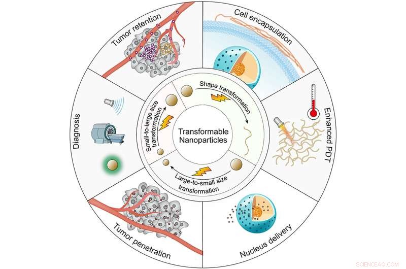 Transformable Nanoparticles: Pioneering Precise Tumor Diagnosis and Targeted Therapy
