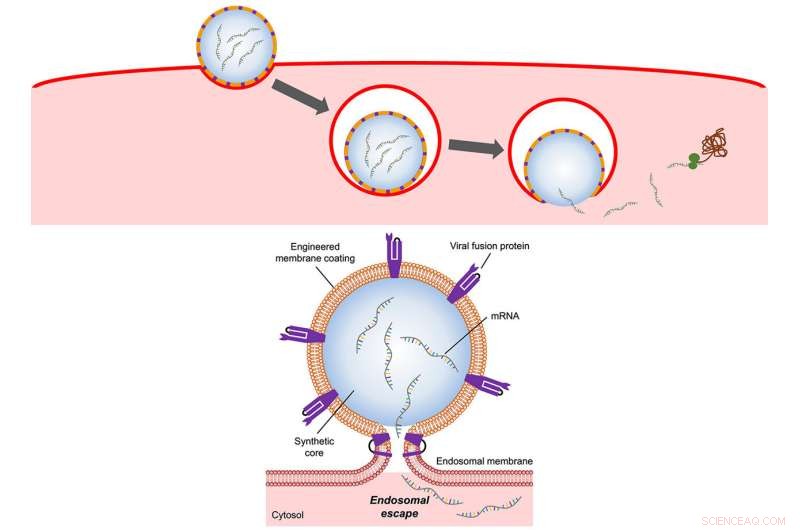 UC San Diego Nanoparticles Mimicking Flu Virus Boost mRNA Delivery
