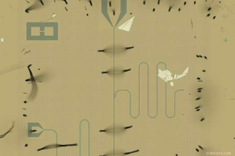 Ultra‑Compact Quantum Chips: Atom‑Thin Materials Shrink Qubits 1000×