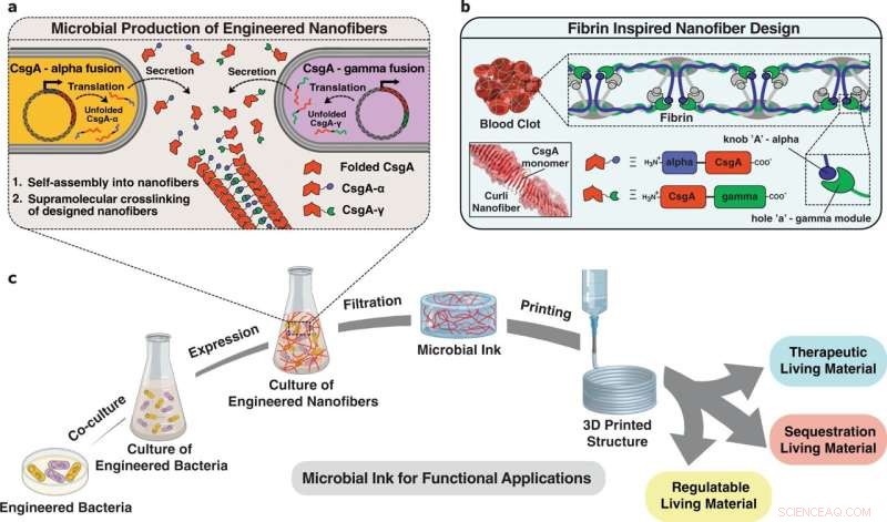 Living Cell‑Based 3D Ink for Fabricating Functional Biological Structures
