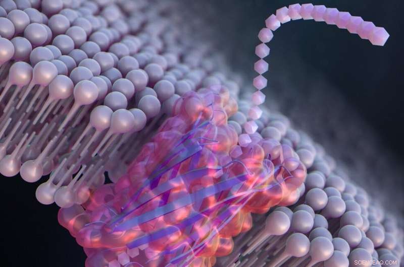 First De Novo-Designed Peptide Nanopore Detects DNA and Proteins in Single-Molecule Analysis