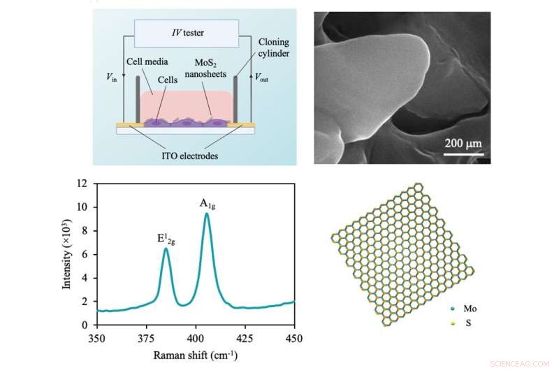 Ultra‑Sensitive 2D‑Material Sensor Detects Early-Stage Cancer