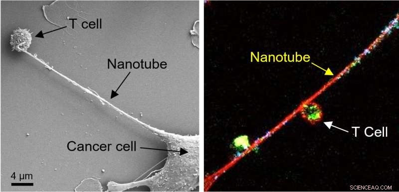 How Cancer Cells Deploy Nanotube Tentacles to Evade Immune Surveillance
