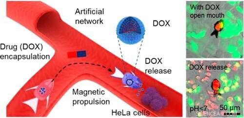 Magnetically Guided Shape‑Morphing Microrobots Target Cancer Cells for Precise Drug Delivery