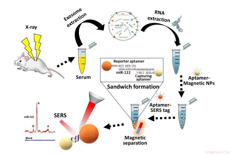 Aptamer-Enhanced SERS Biosensor for Sensitive Detection of Hepatic miR‑122 in X‑Ray Irradiated Mice