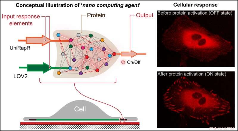 Nanoscale Computer Embedded in Protein Alters Cell Behavior