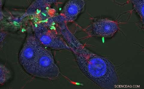 Nanoparticle Technology Targets and Eliminates Intracellular Bacteria