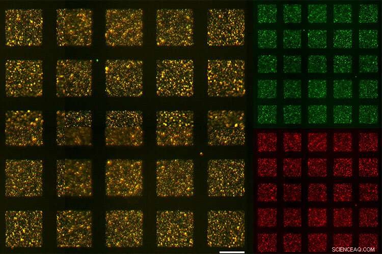 Liposomes: A Promising Tool for Efficient Antibody Testing in the Pandemic
