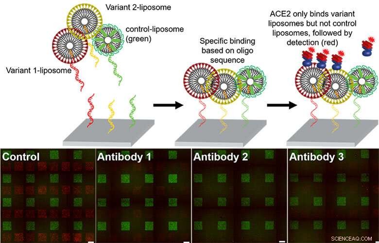 Liposomes: A Promising Tool for Efficient Antibody Testing in the Pandemic