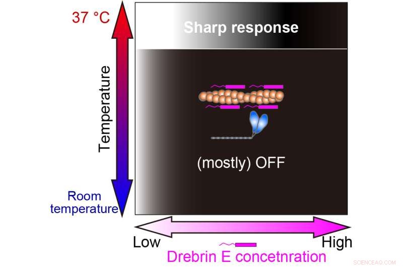 Intracellular Temperature Sensors: Protein Complex Demonstrates Temperature‑Sensitive Activity