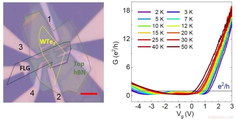 Measuring Spin Dynamics in WTe2 to Advance Spintronic Technologies