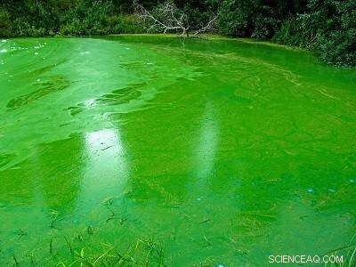 New Color‑Changing Indicator Offers Early Warning for Algal Blooms