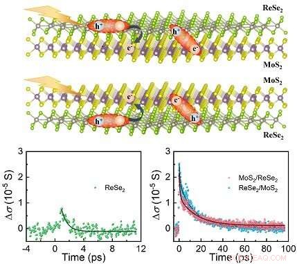 Scientists Reveal Ultrafast Dynamics in MoS₂/ReSe₂ Monolayer Heterostructures