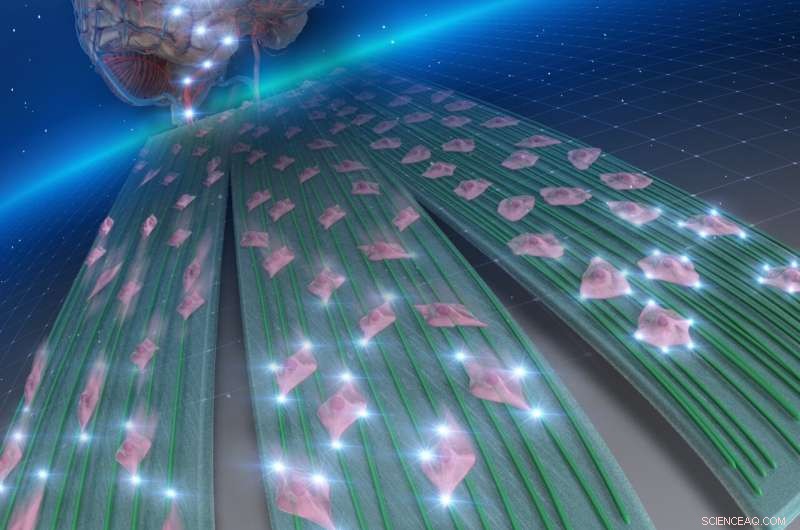 Engineered Nanofibers Halt Glioblastoma Spread: Breakthrough from University of Fukui