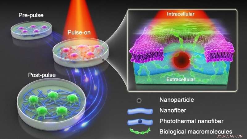 Safe Cellular Delivery: Photothermal Nanofibers Enable Controlled Molecule Entry
