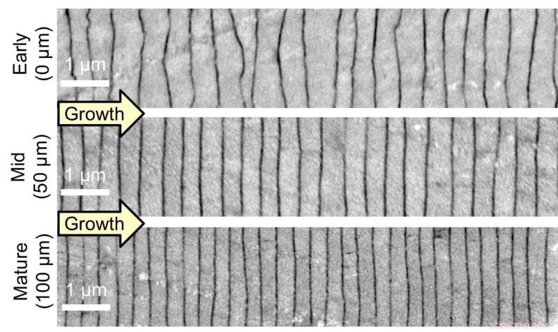 How Pearls Achieve Unmatched Nanoscale Precision