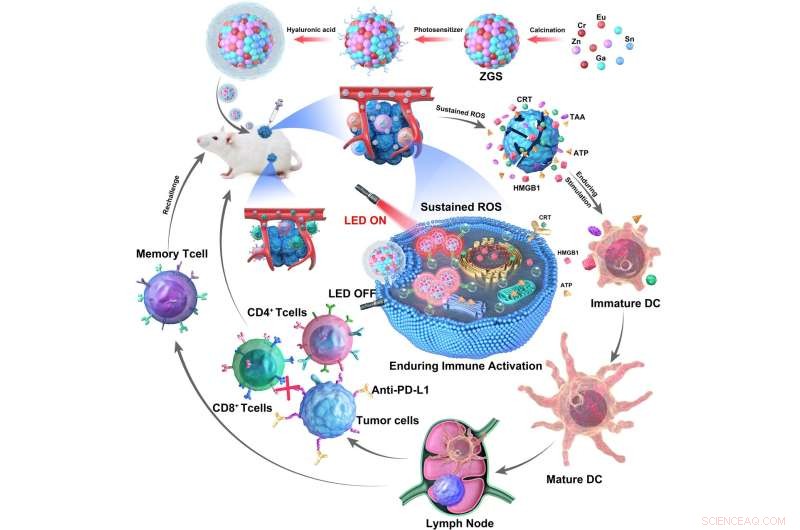 New Targeted Nano‑Immunostimulant Enhances Cancer Immunotherapy