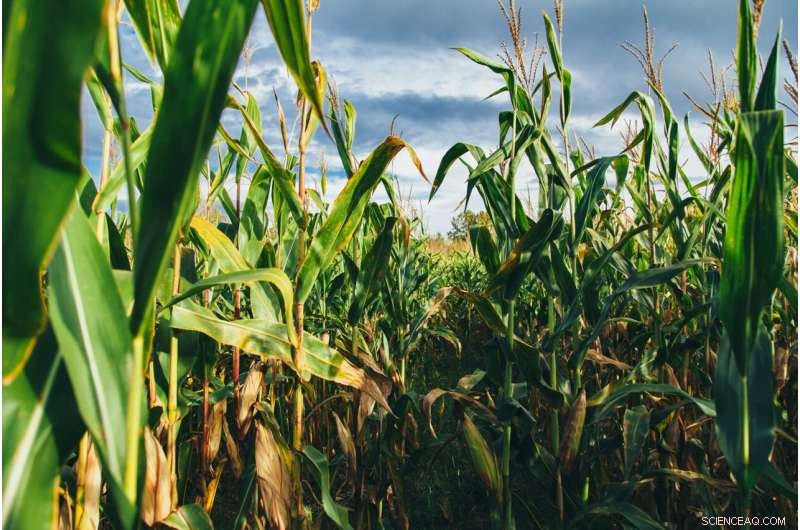 Kenyans Face Rising Maize Costs: 6 Practical Steps to Mitigate Food Insecurity