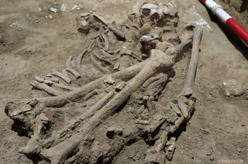 31,000-Year-Old Borneo Skeleton Missing Foot Reveals Earliest Known Amputation