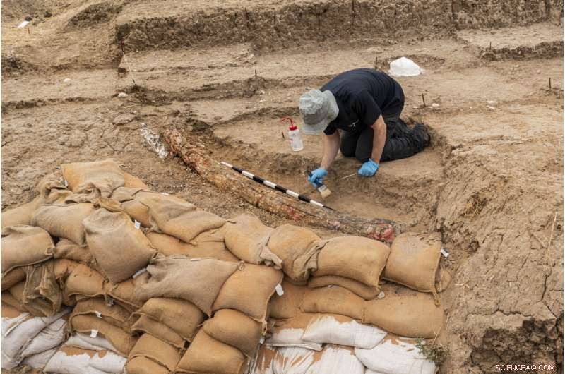 Israeli Archaeologists Unearth Largest Ancient Elephant Tusk in the Near East