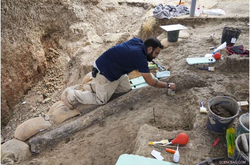 Israeli Archaeologists Unearth Largest Ancient Elephant Tusk in the Near East